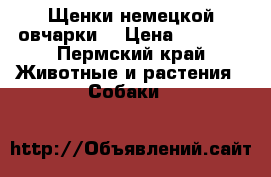 Щенки немецкой овчарки  › Цена ­ 5 000 - Пермский край Животные и растения » Собаки   